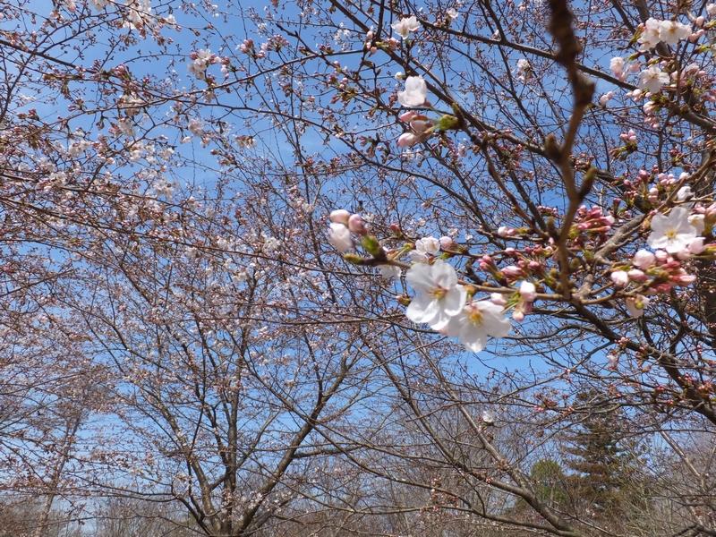 桜が咲き始めました